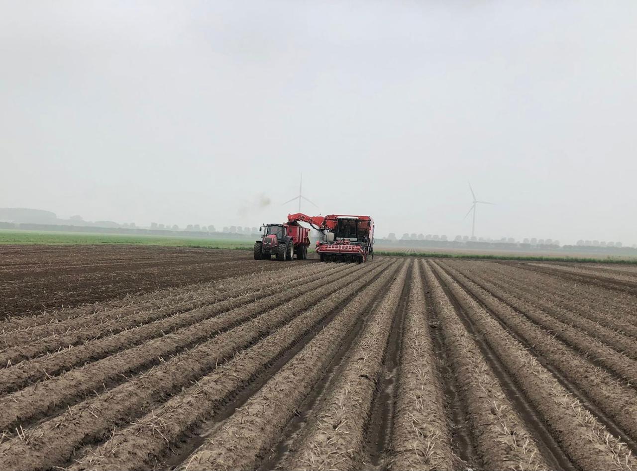 Grimme harvester potato seeds harvest potato seeds grimme machine