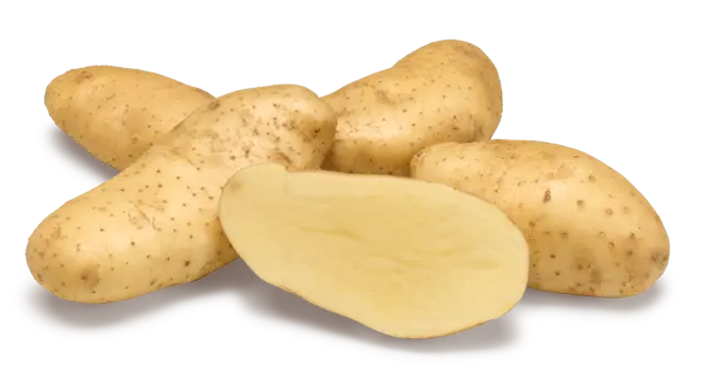Spunta potato seeds Spunta potato seed netherlands
