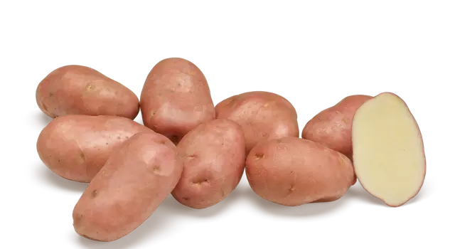 Deisree potato seeds Deisree potato seed netherlands