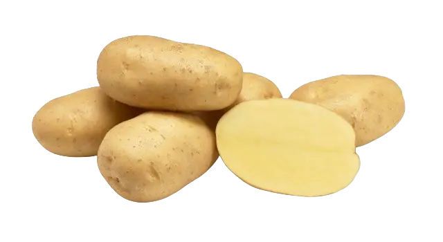 Agria potato seeds agria potato seeds netherlands