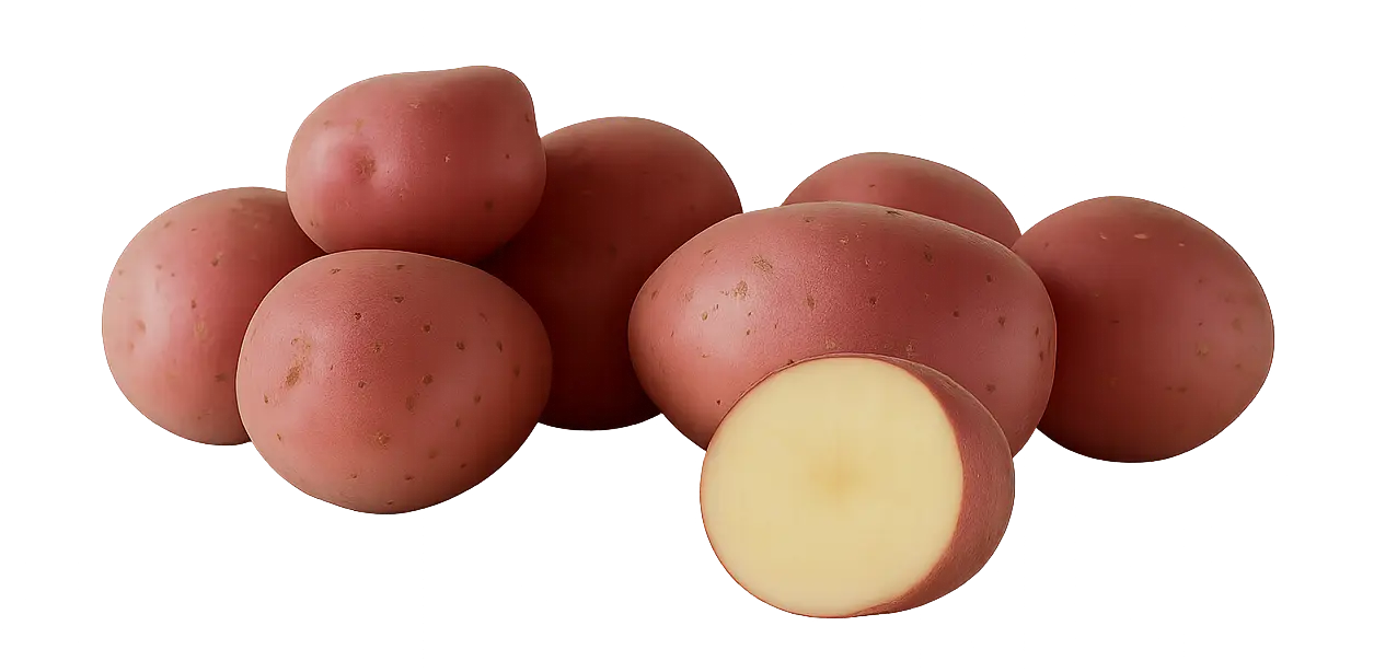 lady rosetta potato seeds lady rosetta potato seed netherlands