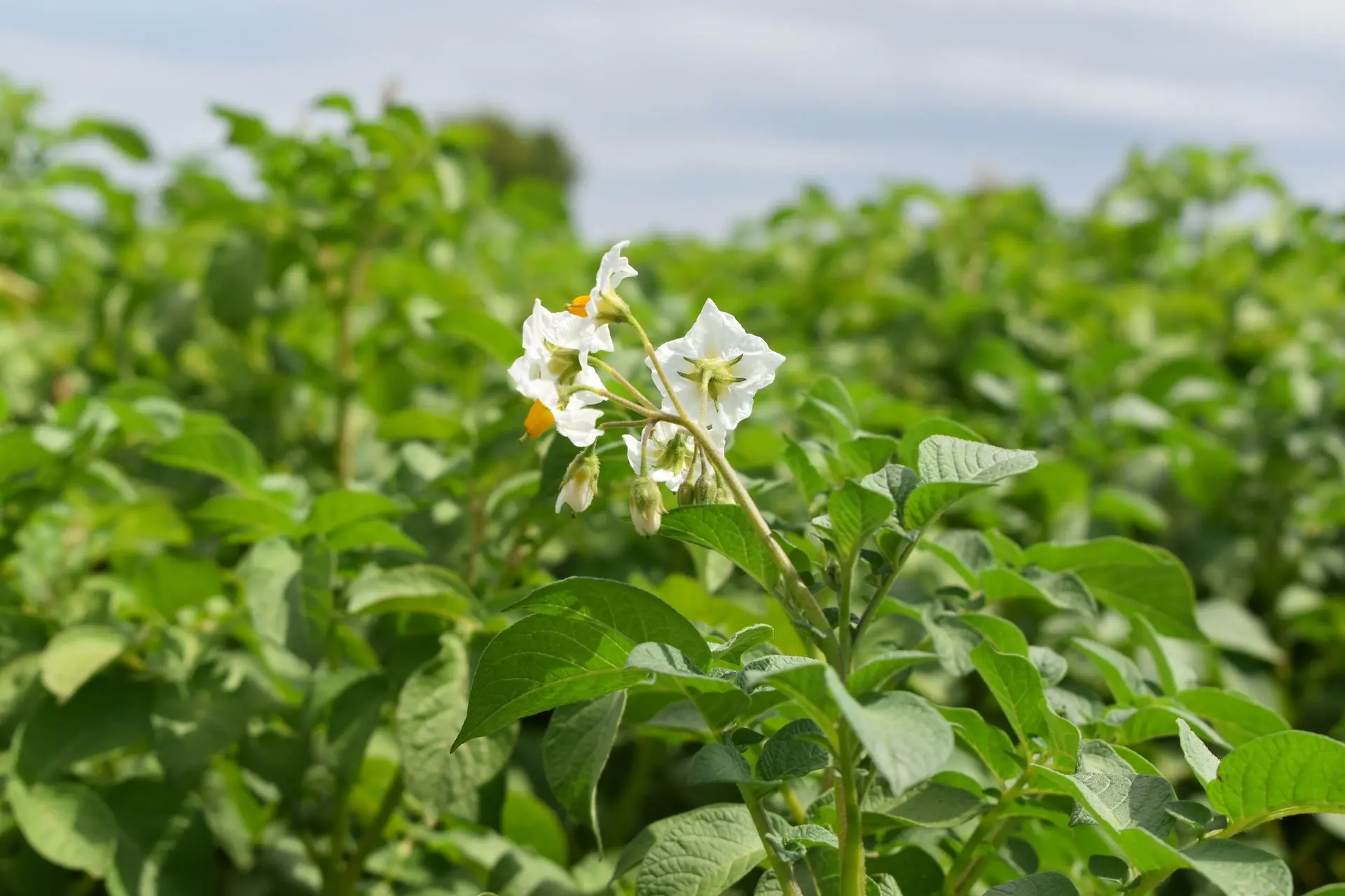 potato flower potato flowering field