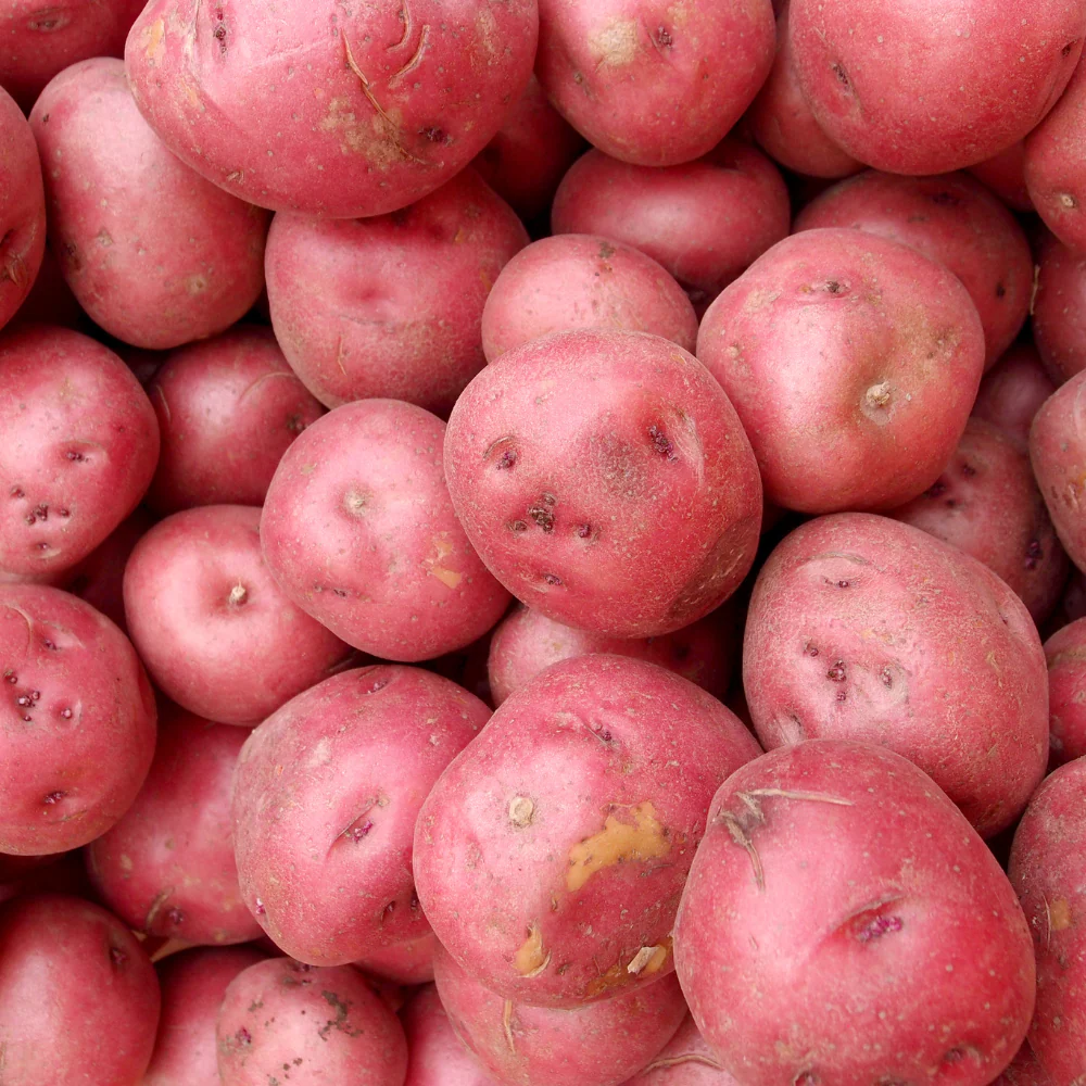 red potato red potato export netherlands