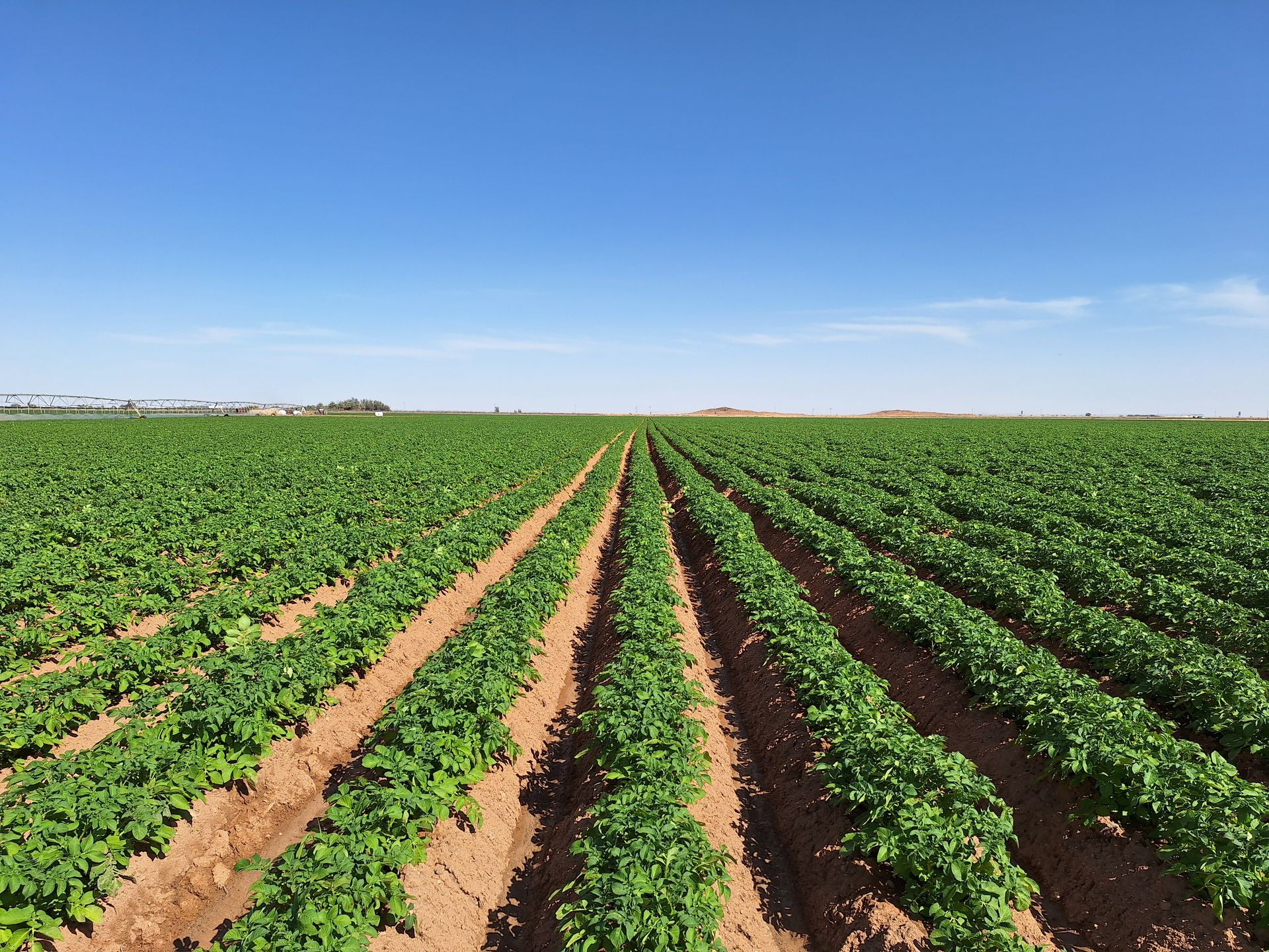 ware potato ware potato field export