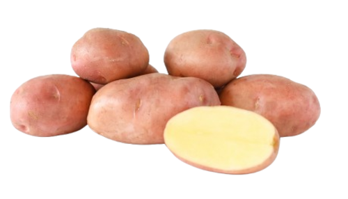 Bartina potato seeds
